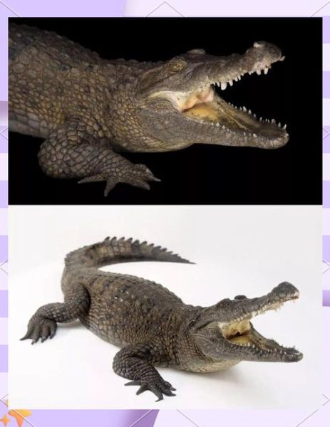 鳄鱼属于哪个生肖属相（鳄鱼属于哪个生肖？真相大白）