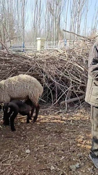 刀郎生肖属相（刀郎的生肖属相是什么？）