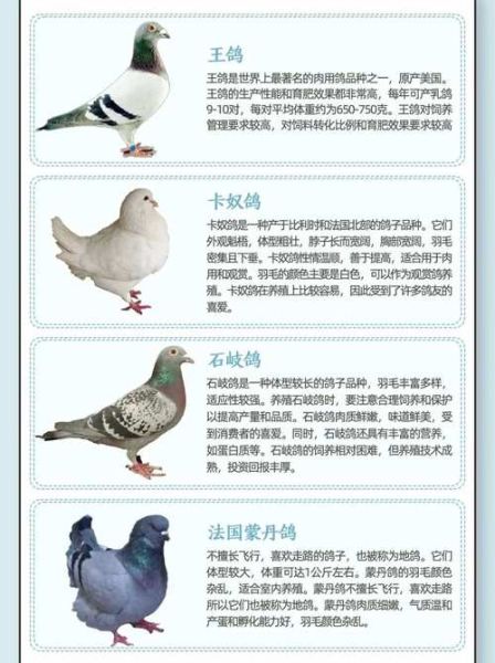 鸽子生肖事什么属相（鸽子属什么生肖？新手也能秒懂）