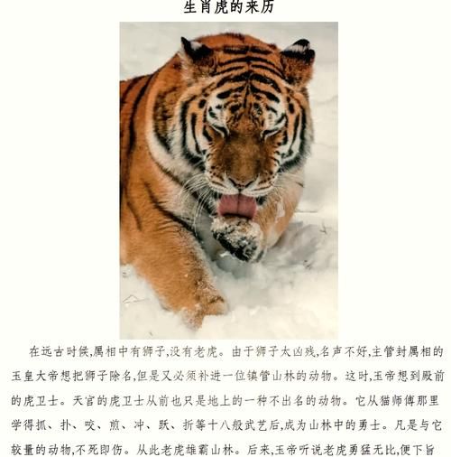 属相连是指哪个生肖（属相连指哪个生肖？🐯）