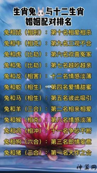 生肖兔什么属相好（生肖兔和什么属相最配？新人速看指南）