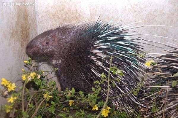 豪猪是什么生肖属相（豪猪是什么生肖属相？）