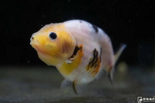 鱼十二生肖属相（鱼十二生肖属相吗？新手1分钟看明白🐟）