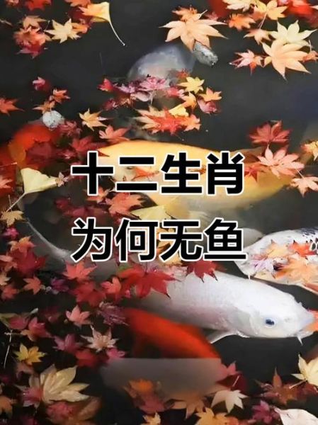 鱼十二生肖属相（鱼十二生肖属相吗？新手1分钟看明白🐟）