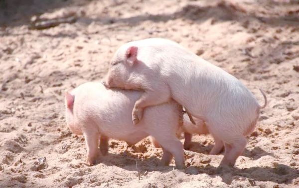 生肖猪与什么属相（生肖猪与什么属相最配？）