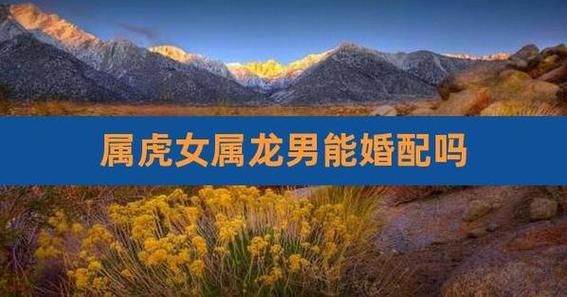 生肖虎和龙属相合嘛