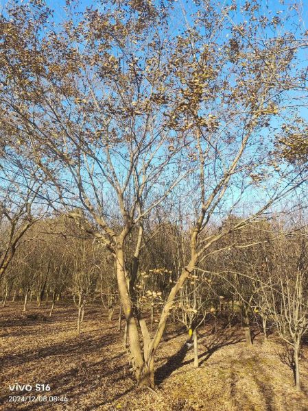 朴树属什么属相生肖