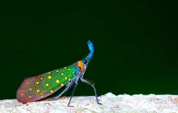 虫类属什么生肖属相最好（虫在十二生肖代表哪个属相🐛）