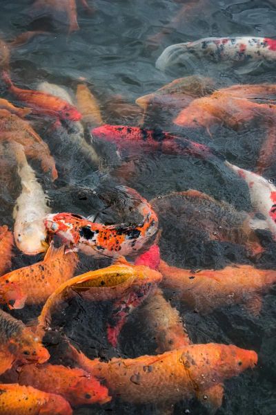 锦鲤临门的生肖属相（锦鲤临门的生肖属相是什么？）