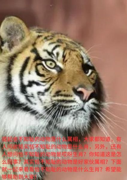 孟子属相是什么生肖