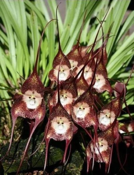 花是什么生肖属相（花代表什么生肖属相）