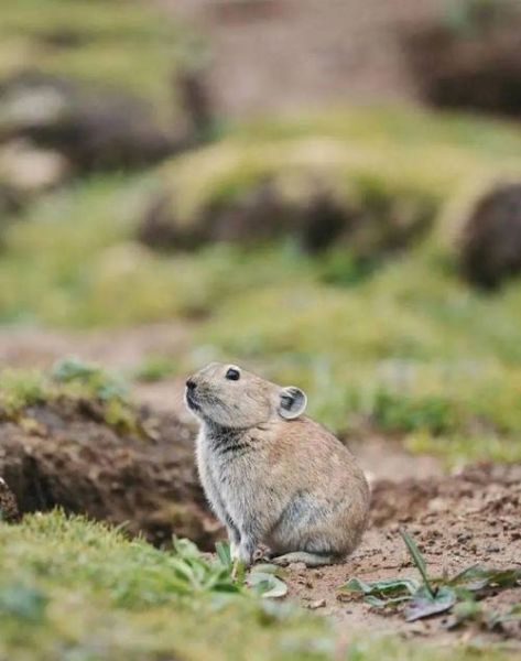 高原是什么生肖属相