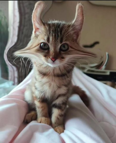 生肖属相猫（生肖属相猫到底是哪一年？）