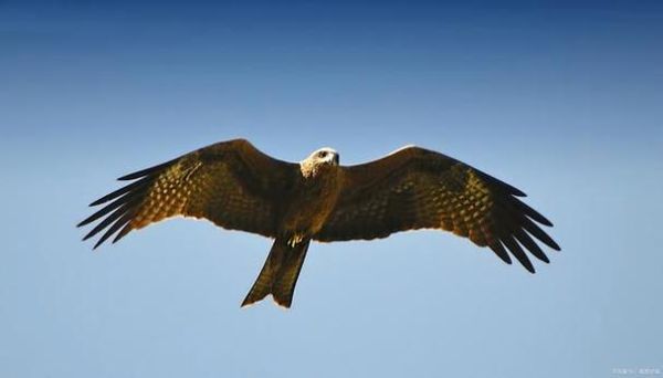 鹰是生肖猴吗属相（鹰在生肖里属什么？）