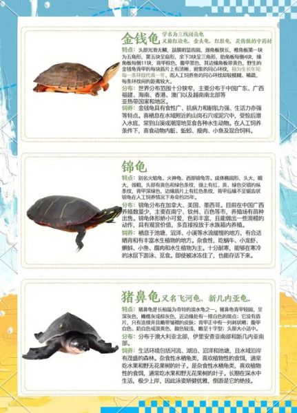 什么生肖属相不能养乌龟（什么生肖不能养乌龟真相揭晓）