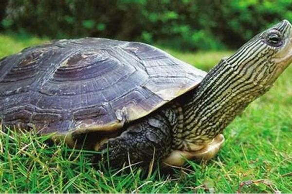 什么生肖属相不能养乌龟（什么生肖不能养乌龟真相揭晓）