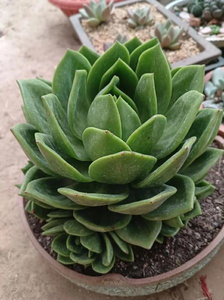 翠花属相是什么生肖（翠花属相是什么生肖最旺）