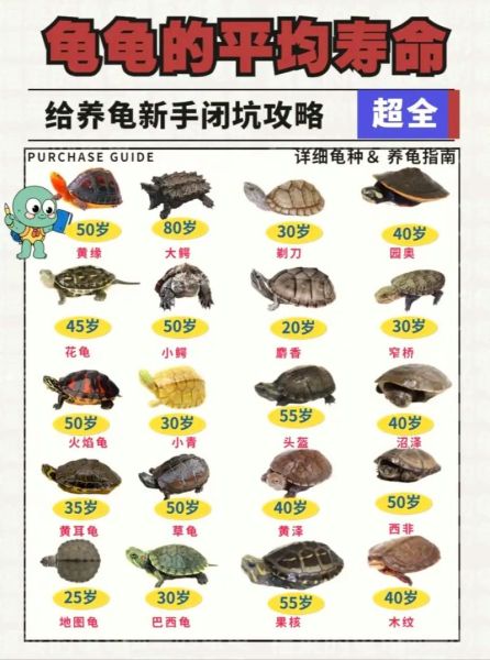 生肖龟对应的属相（生肖龟对应的属相是什么？）