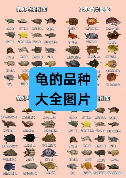 生肖龟对应的属相（生肖龟对应的属相是什么？）