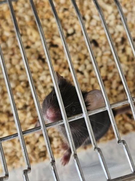 生肖鼠喜欢独处的属相（生肖鼠喜欢独处的属相是哪个）