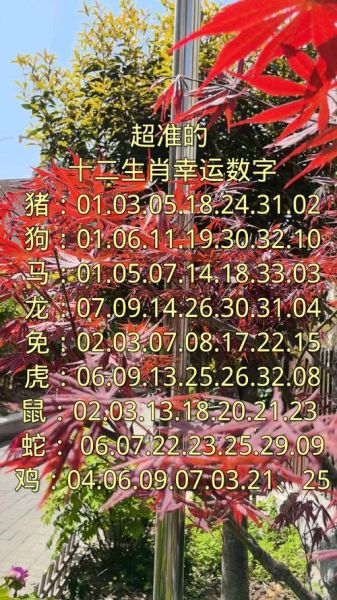生肖属相的幸运数字（鼠龙猴2025幸运数字超全对照）