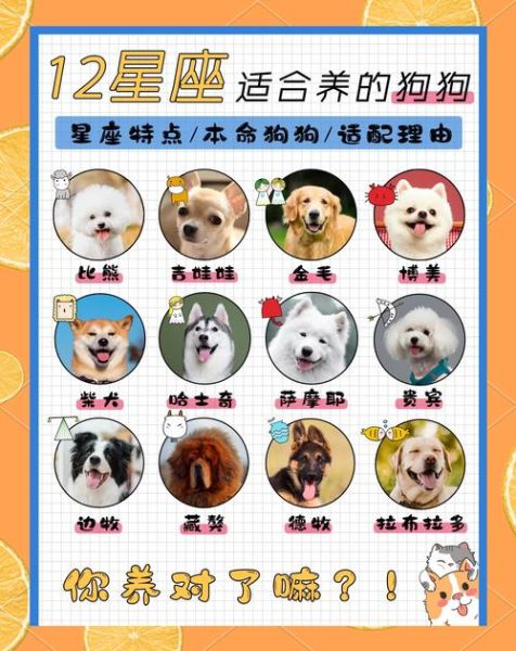 生肖狗最佳配对属相（生肖狗最佳配对属相是什么🐶）