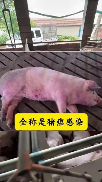 疾病多的生肖属相（哪个属相容易生病属猪真的体弱吗）