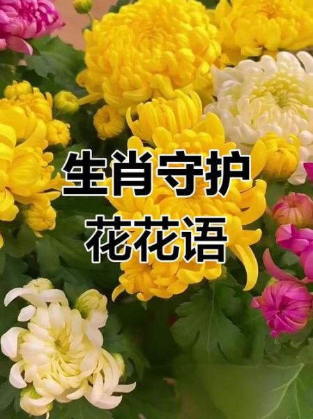 十二生肖属相花（十二生肖对应什么花最旺运？）