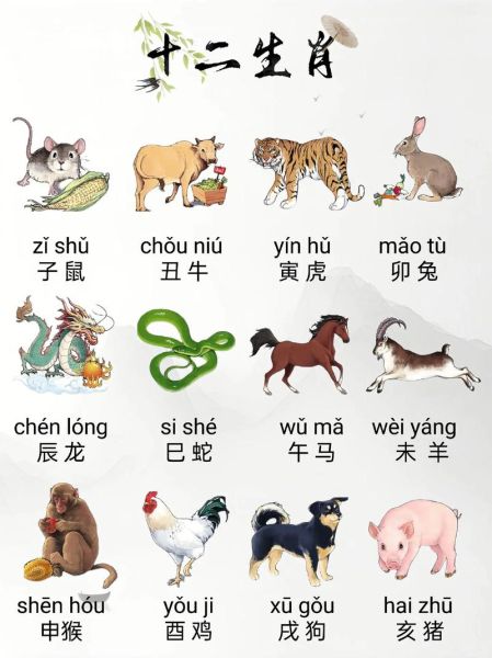 十二生肖属相图解视频（十二生肖图解视频完整版）