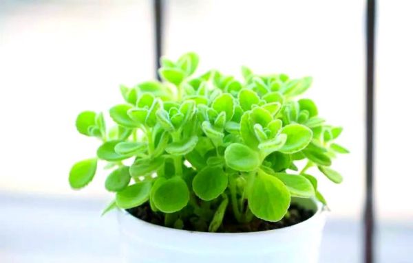 生肖属相的植物有哪些（适合我的生肖的幸运植物有哪些🌿）