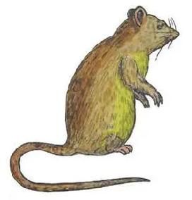 黄鼠属什么生肖属相