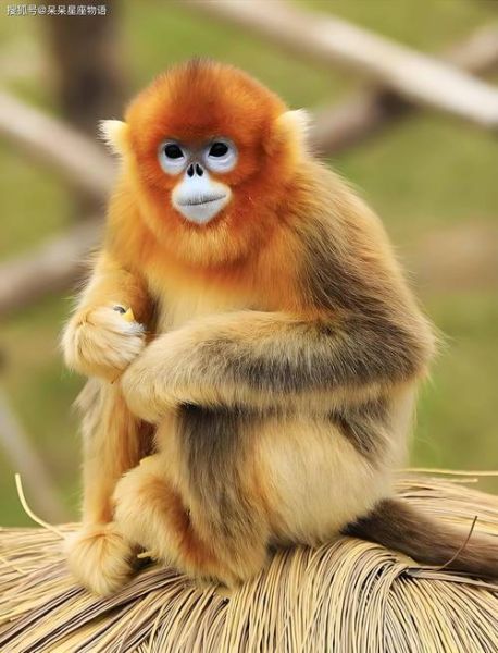 生肖猴是大属相还是小属相（生肖猴是大属相还是小属相？）