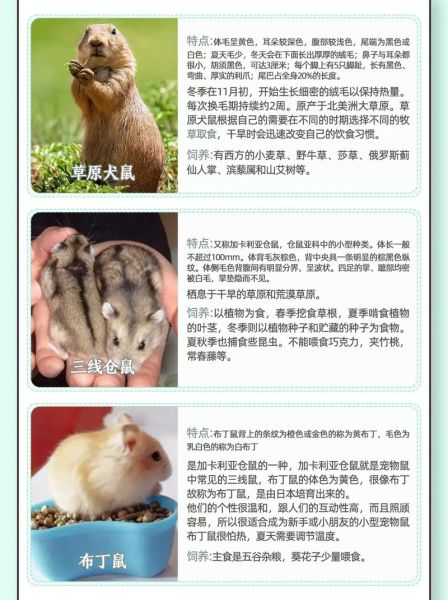 鼠生肖分几种属相呢(鼠生肖分几种常见亚型)