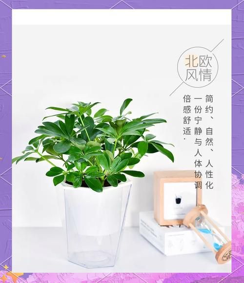 生肖属相对应的植物（生肖属相对应招财植物一览表）