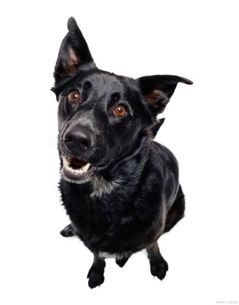 黑狗是什么属相的生肖(黑狗是什么生肖属相)