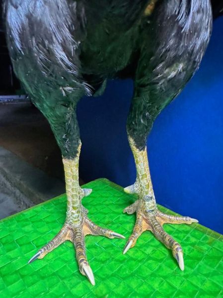 缅甸8种生肖属相（缅甸属相是哪八种动物）