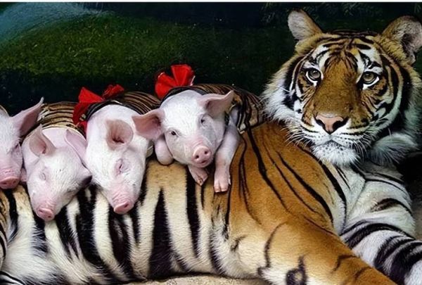 属相猪不合的生肖（属猪最不合的三大生肖）